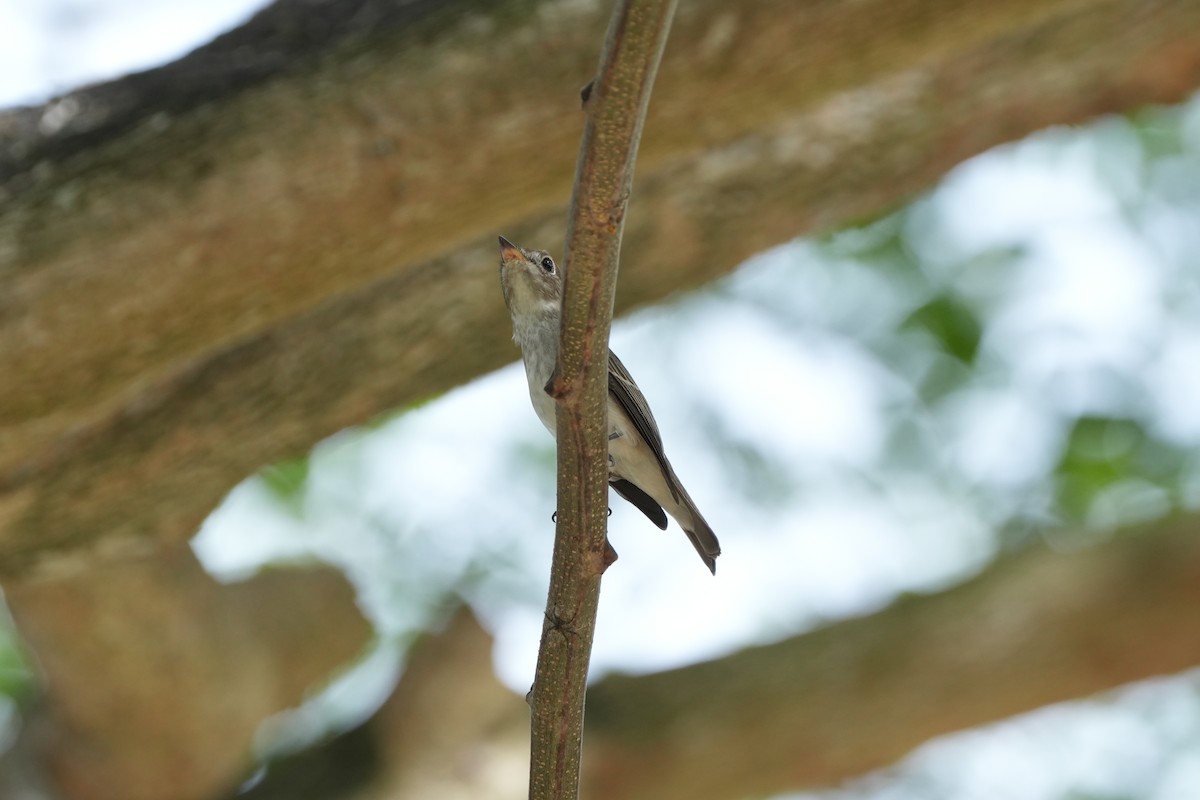 Asian Brown Flycatcher - ML646065955