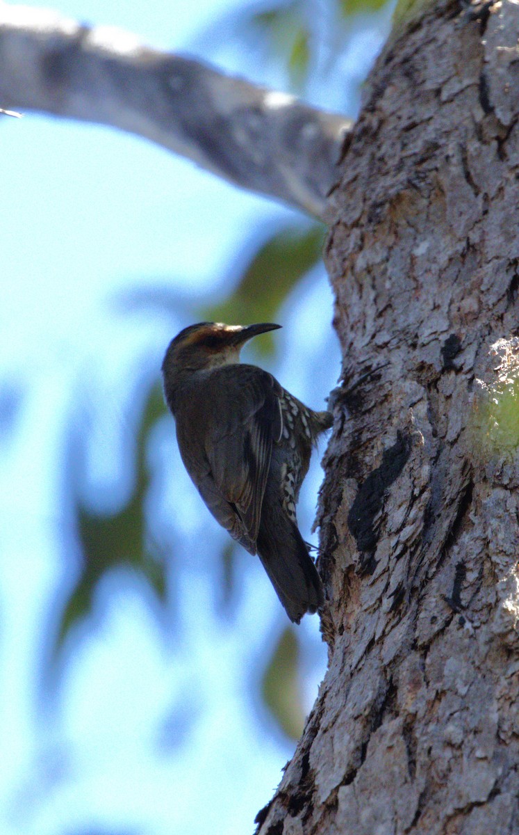 Red-browed Treecreeper - ML646065957