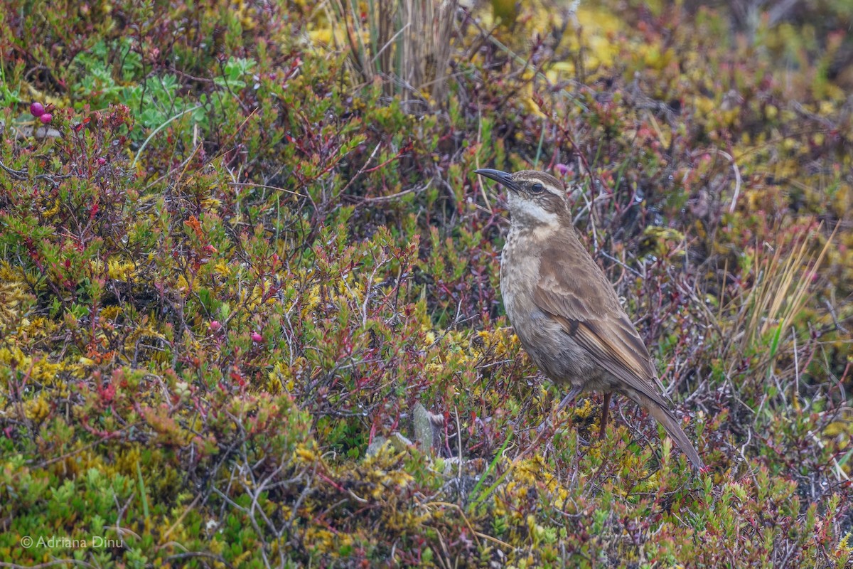 Stout-billed Cinclodes - ML646065964