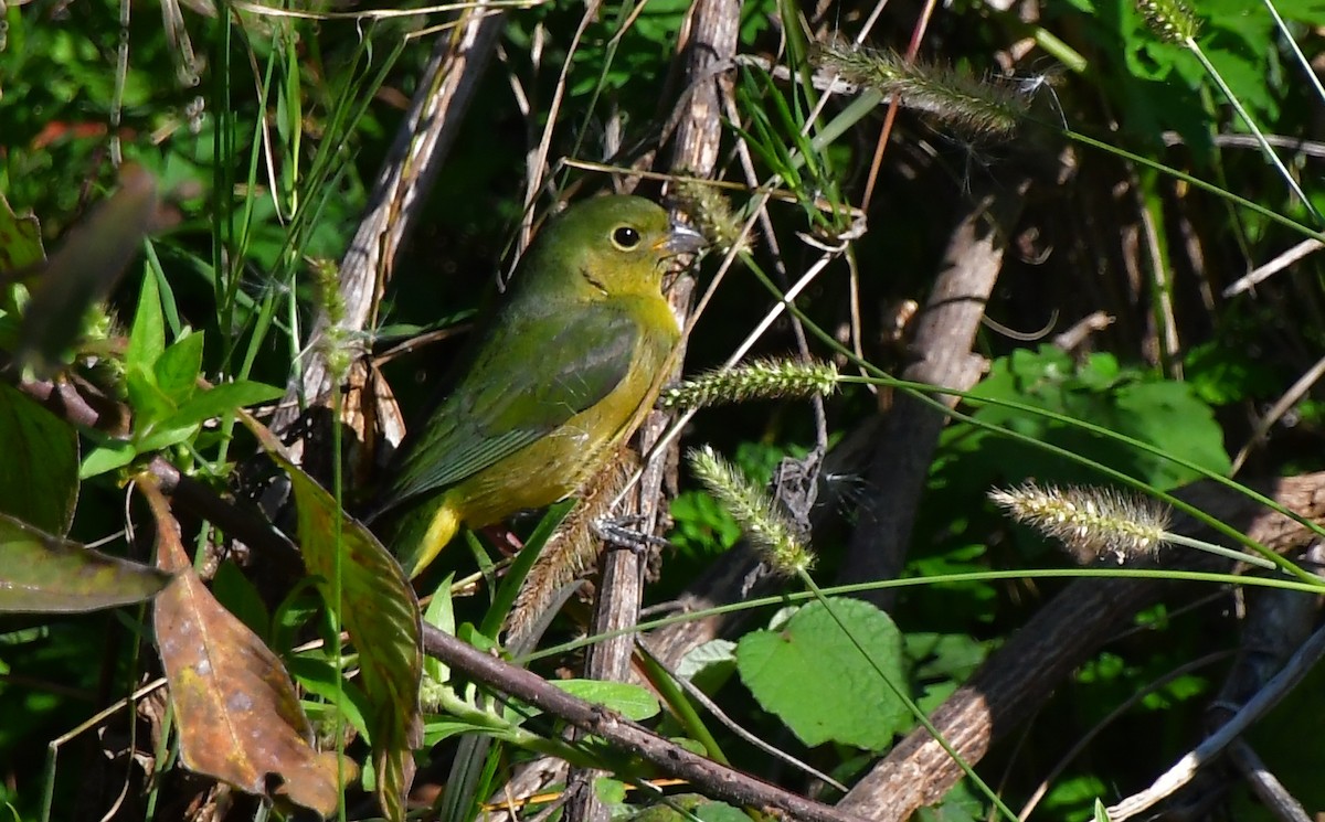 Painted Bunting - ML646065965