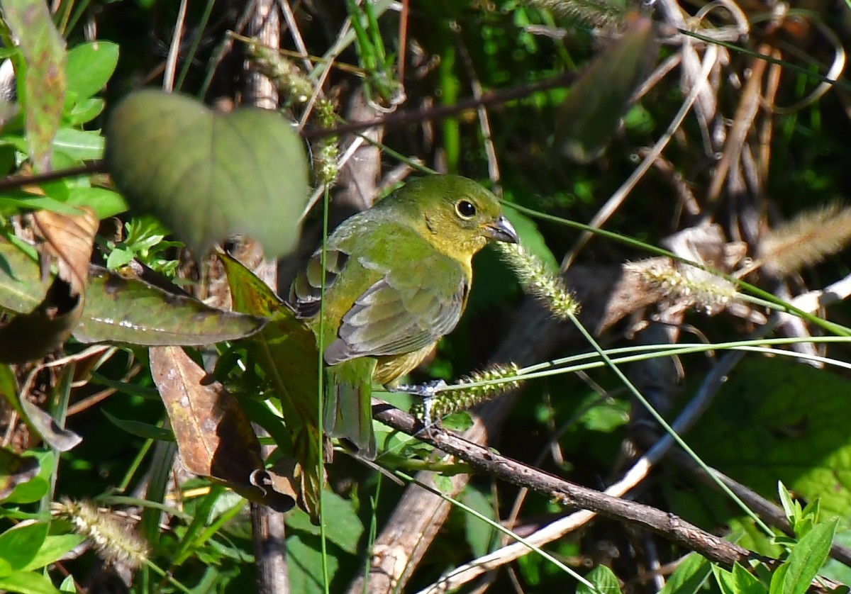 Painted Bunting - ML646065966