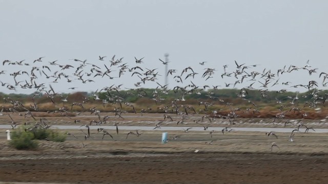 Tibetan Sand-Plover - ML646065967