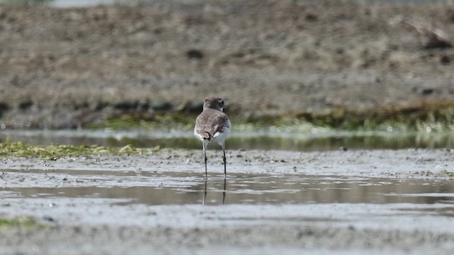 Tibetan Sand-Plover - ML646065968