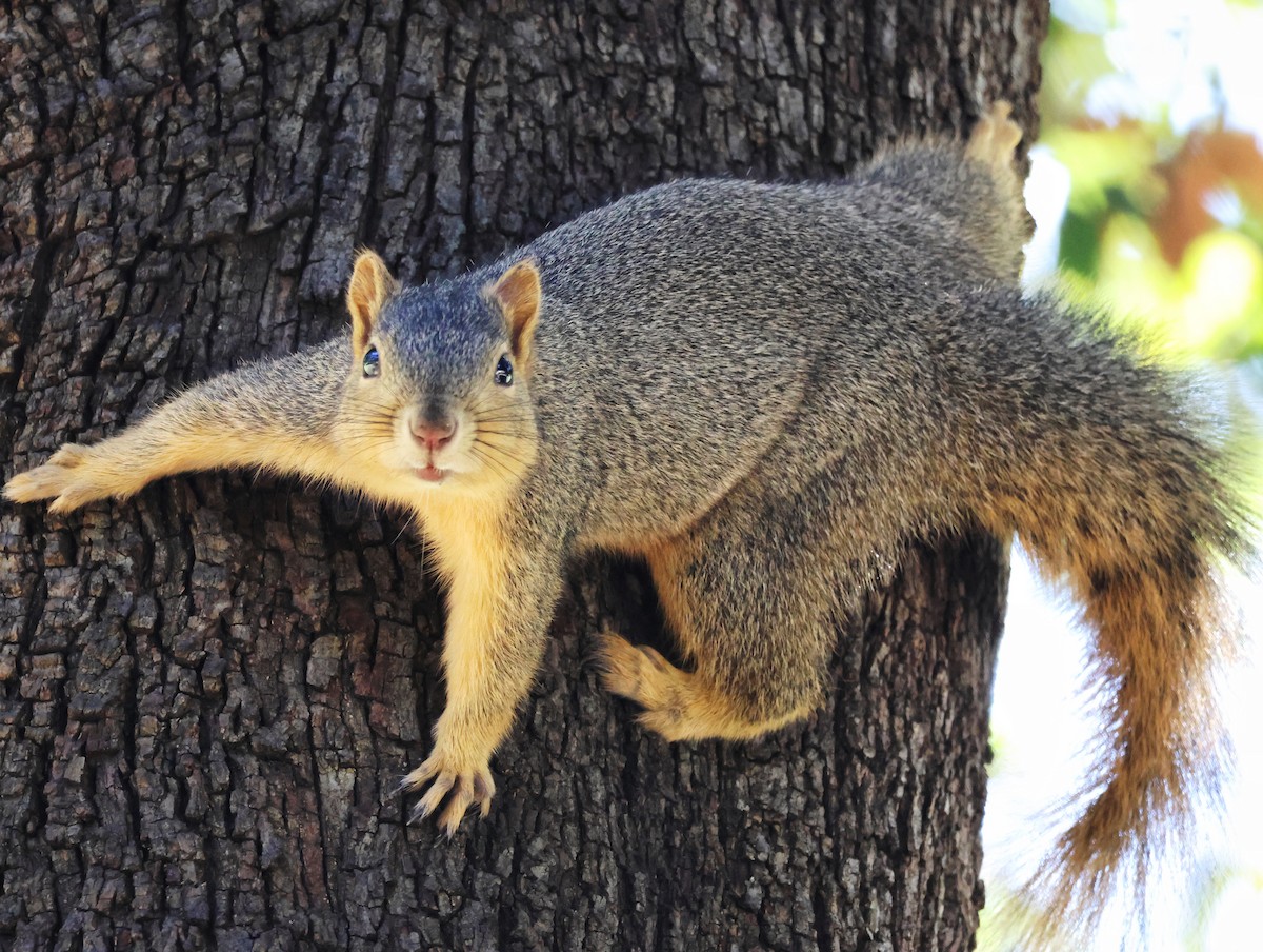 Western Fox Squirrel - ML646065971
