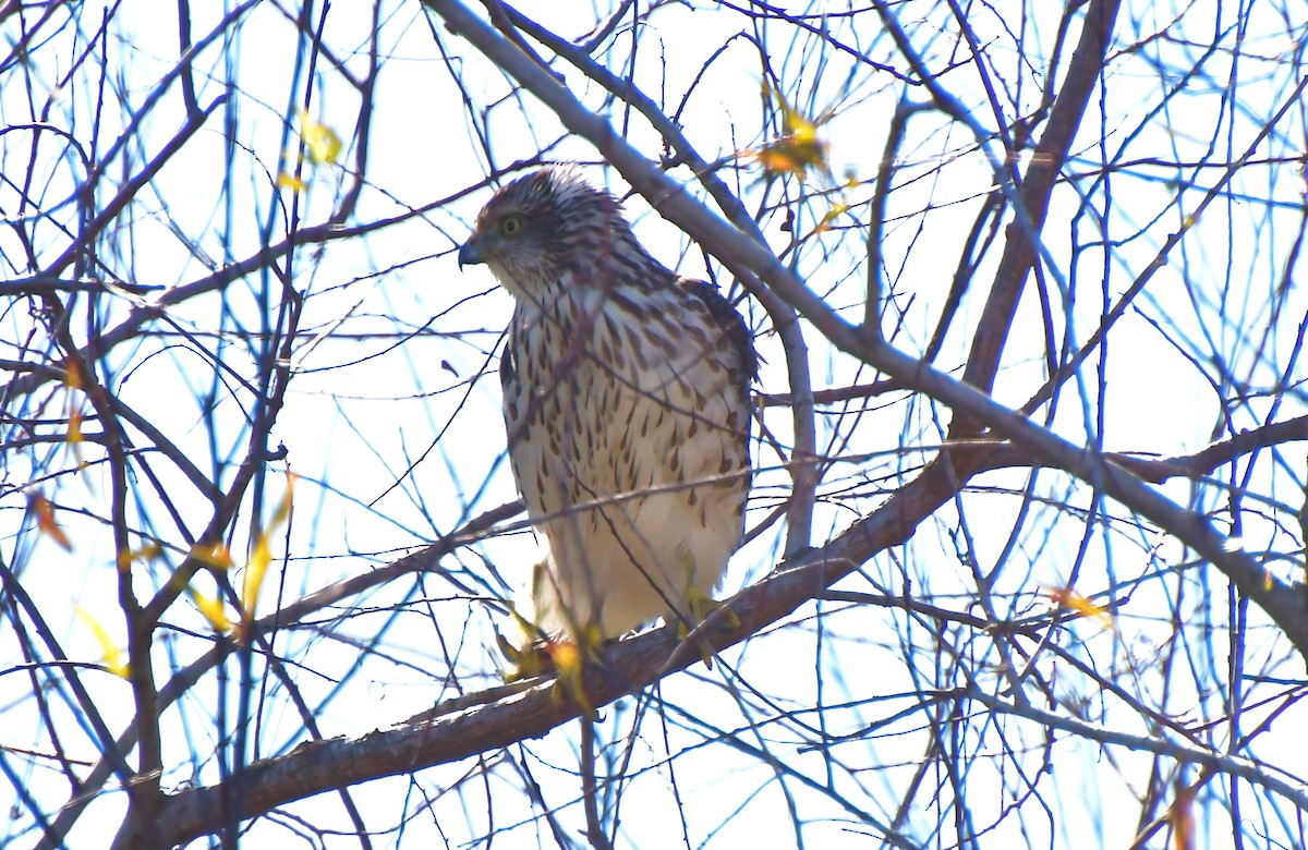 Cooper's Hawk - ML646065980
