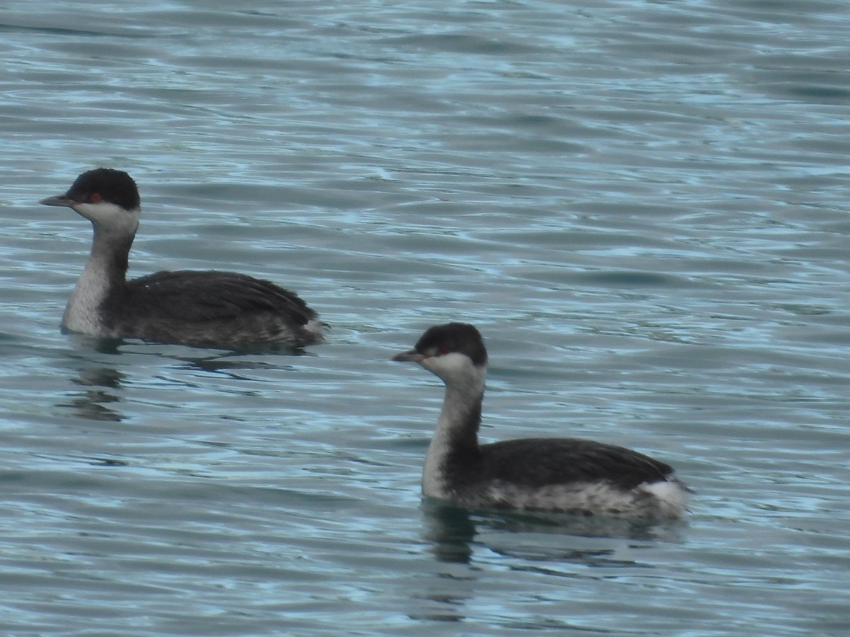 Horned Grebe - ML646065981