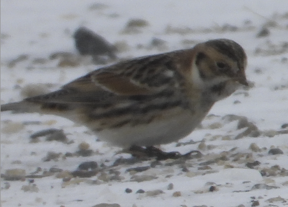Lapland Longspur - ML646065982