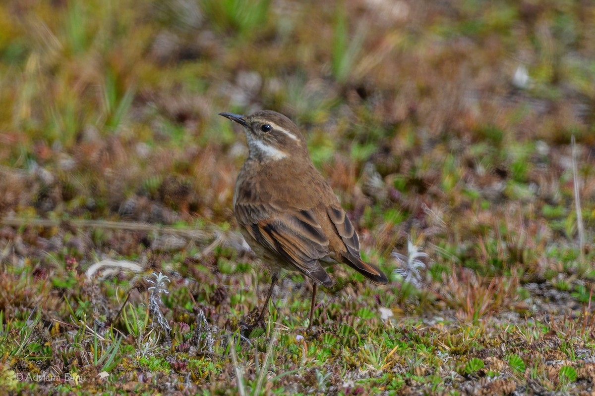 Chestnut-winged Cinclodes - ML646065983