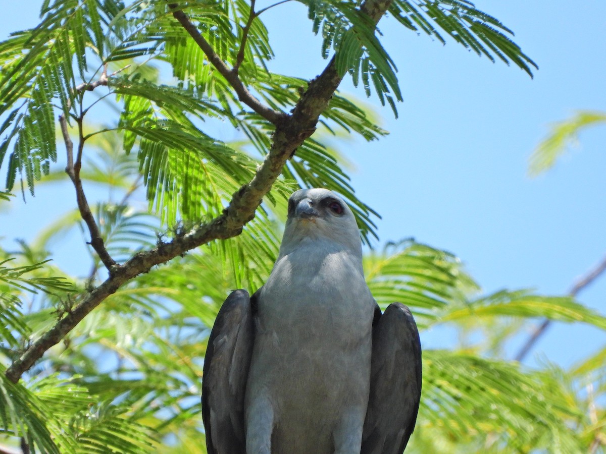 Plumbeous Kite - ML646065984