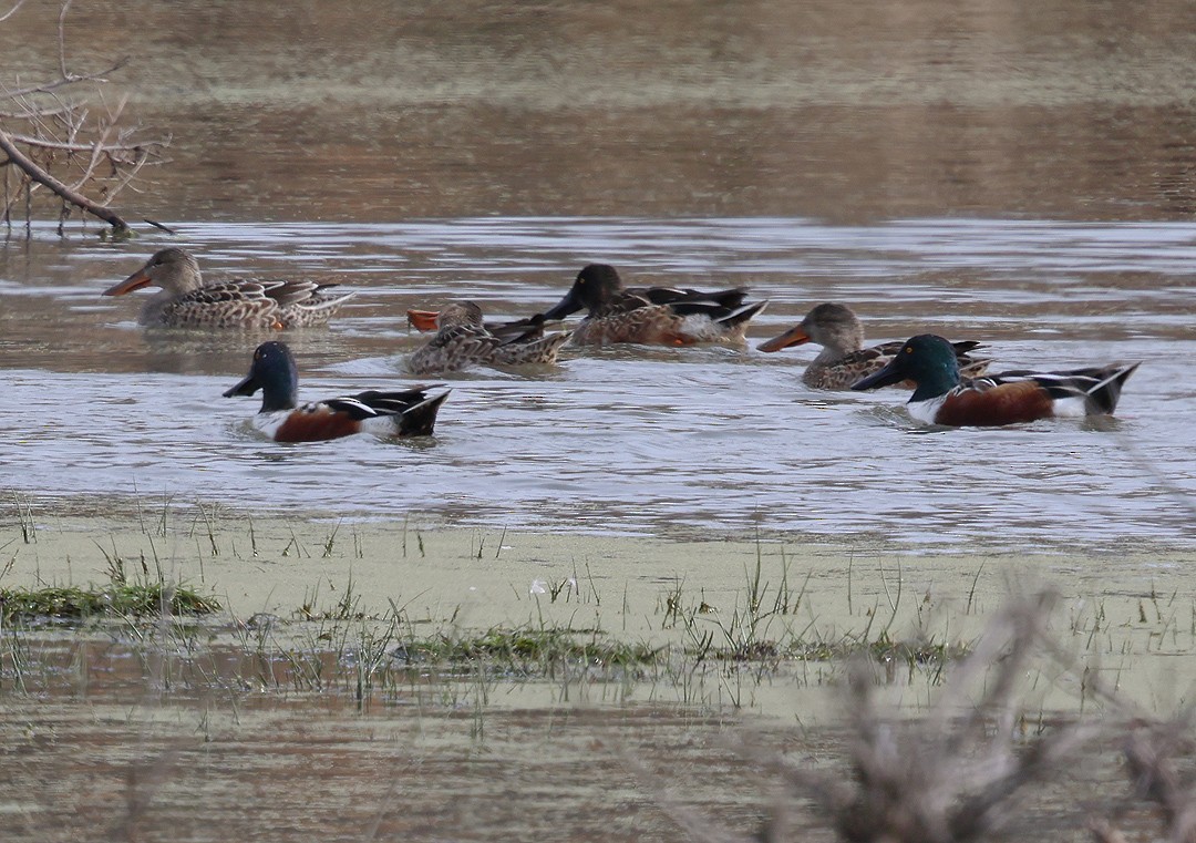 Northern Shoveler - ML646065987