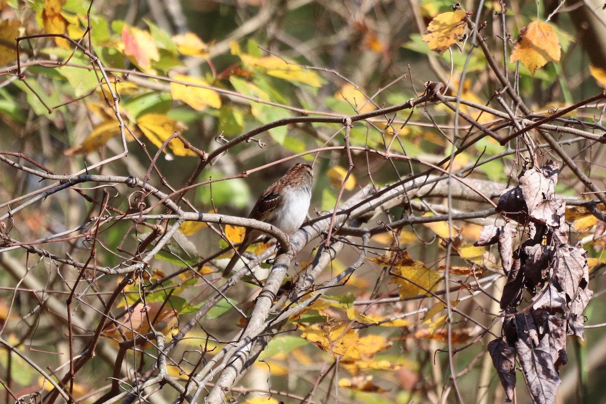 White-throated Sparrow - ML646065990