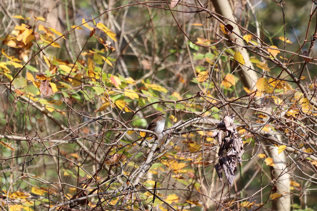 White-throated Sparrow - ML646065991