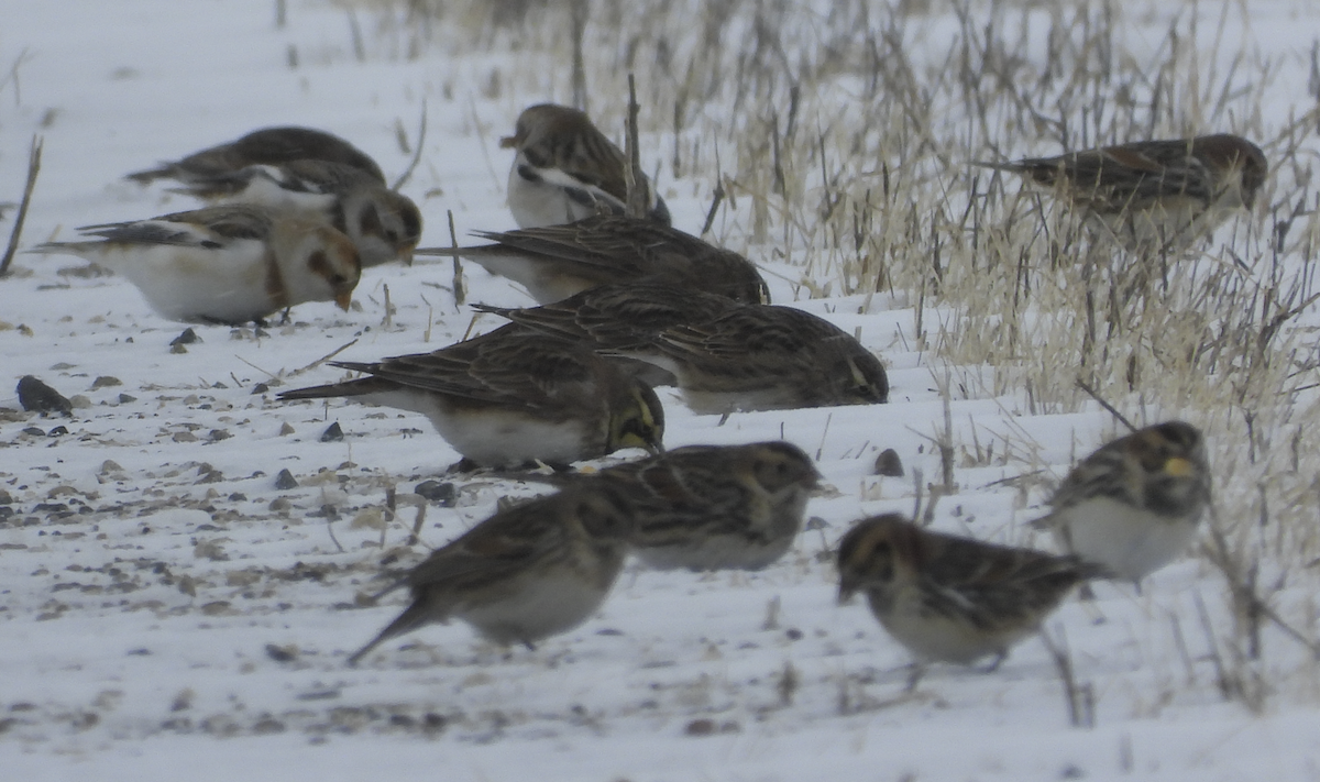 Horned Lark - ML646065992