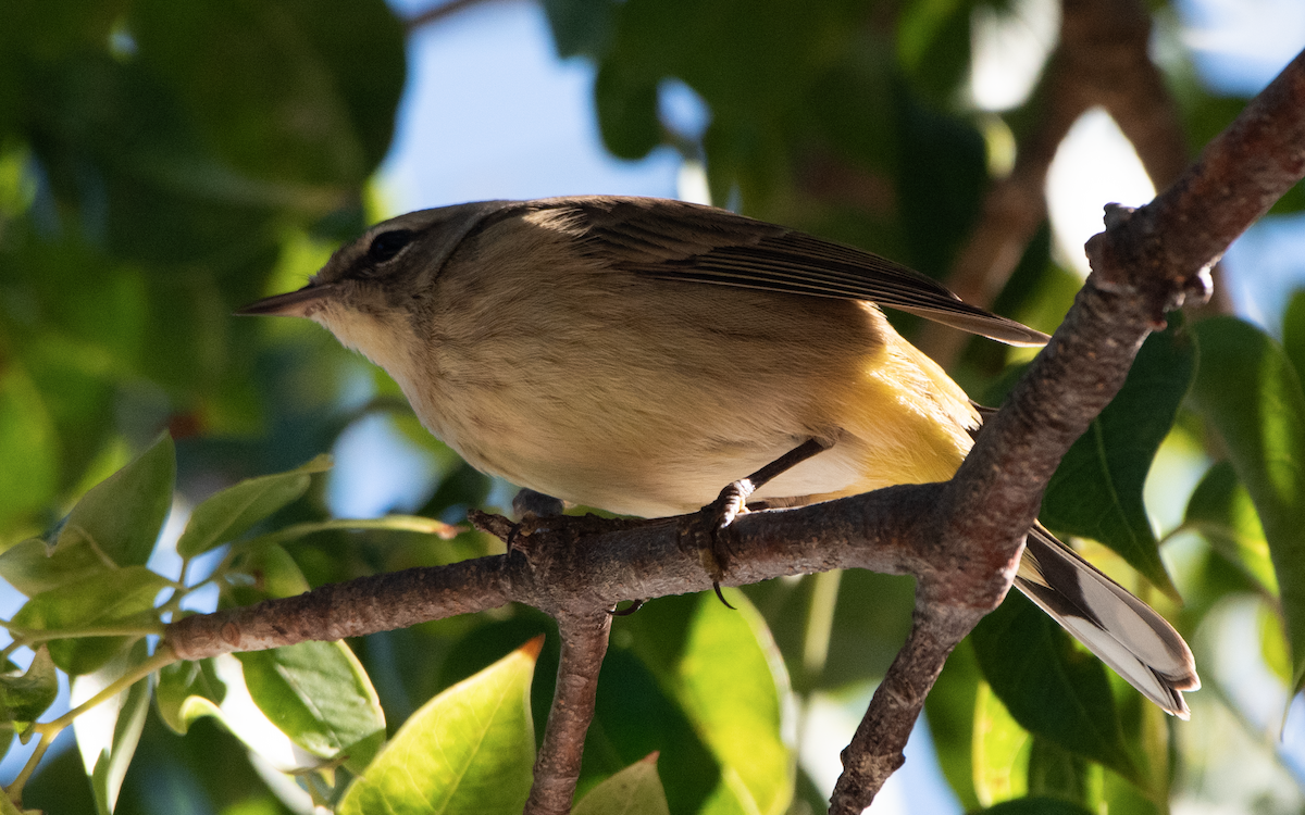 Palm Warbler - ML646065993