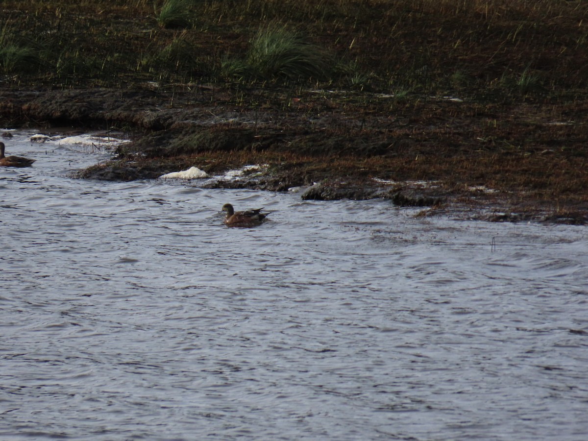 American Wigeon - ML646065996