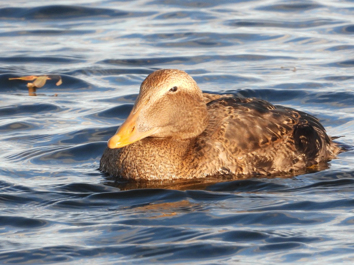 Common Eider - ML646065998