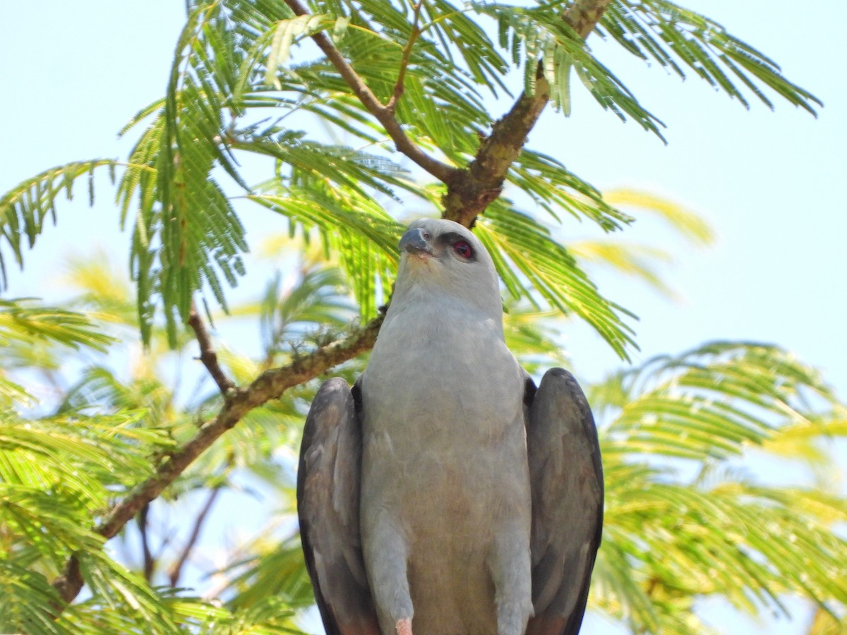 Plumbeous Kite - ML646066002