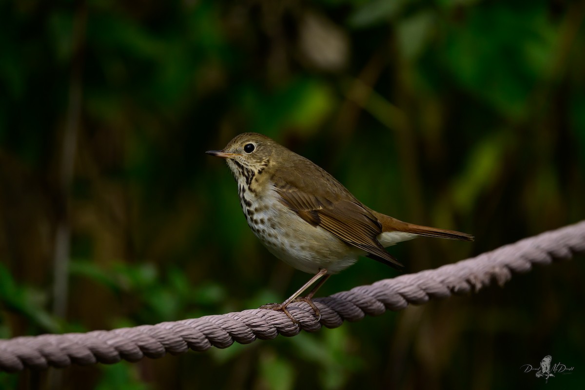 Hermit Thrush - ML646066004