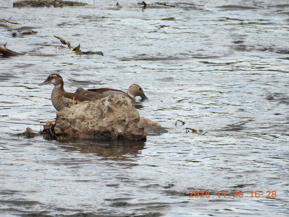 Ringed Teal - ML646066005
