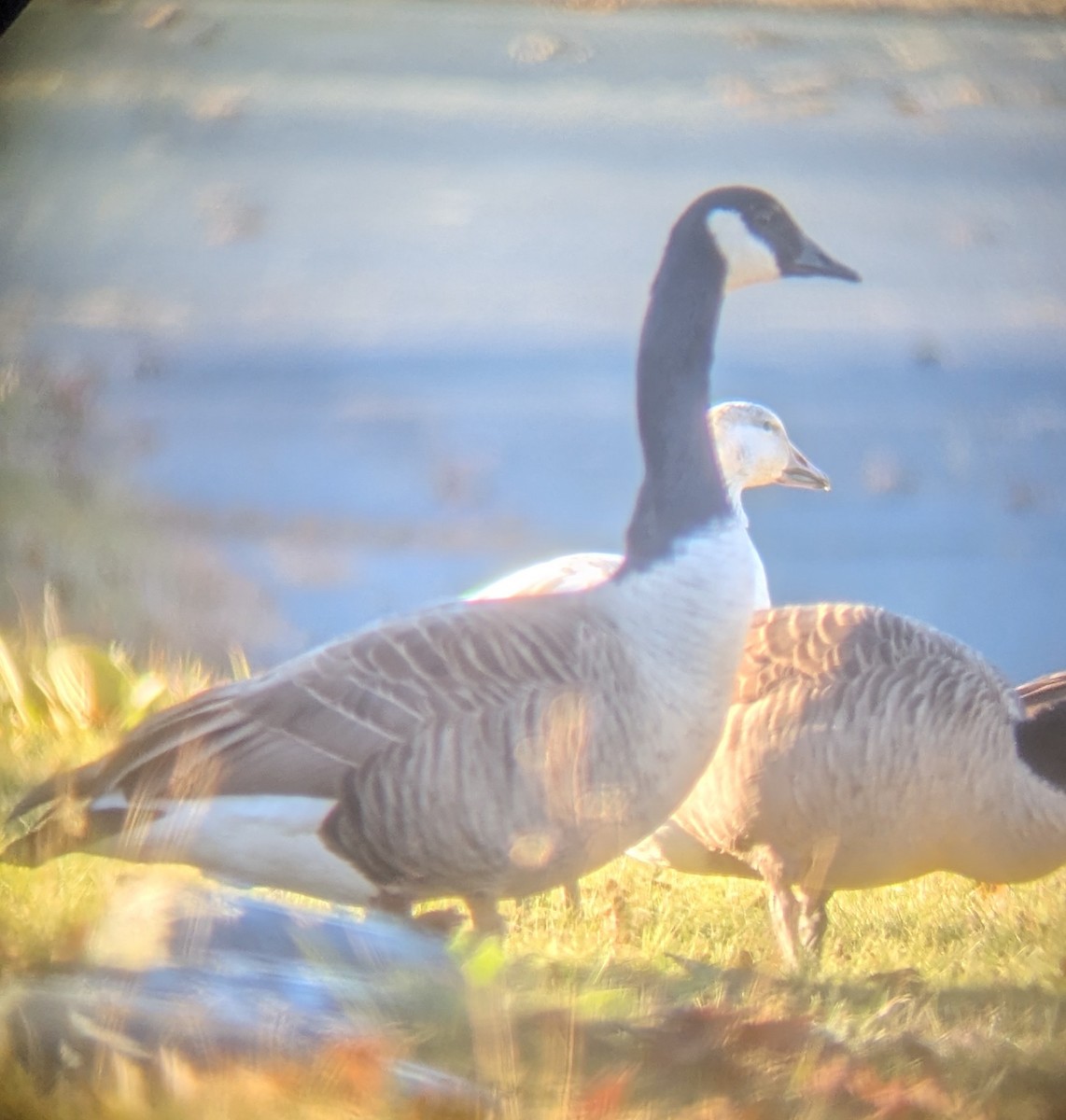Canada Goose - ML646066006