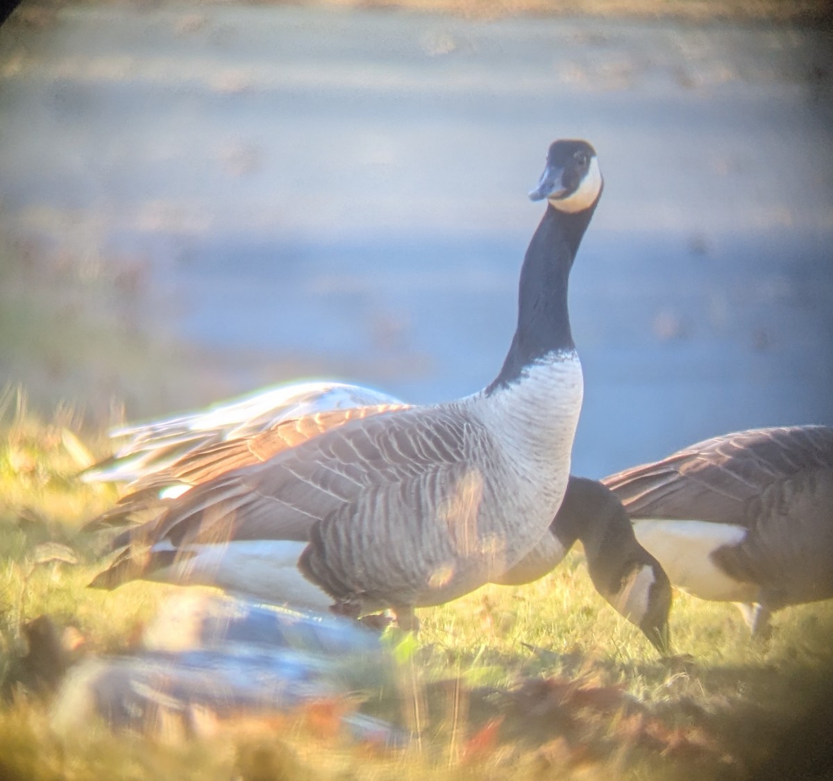 Canada Goose - ML646066007