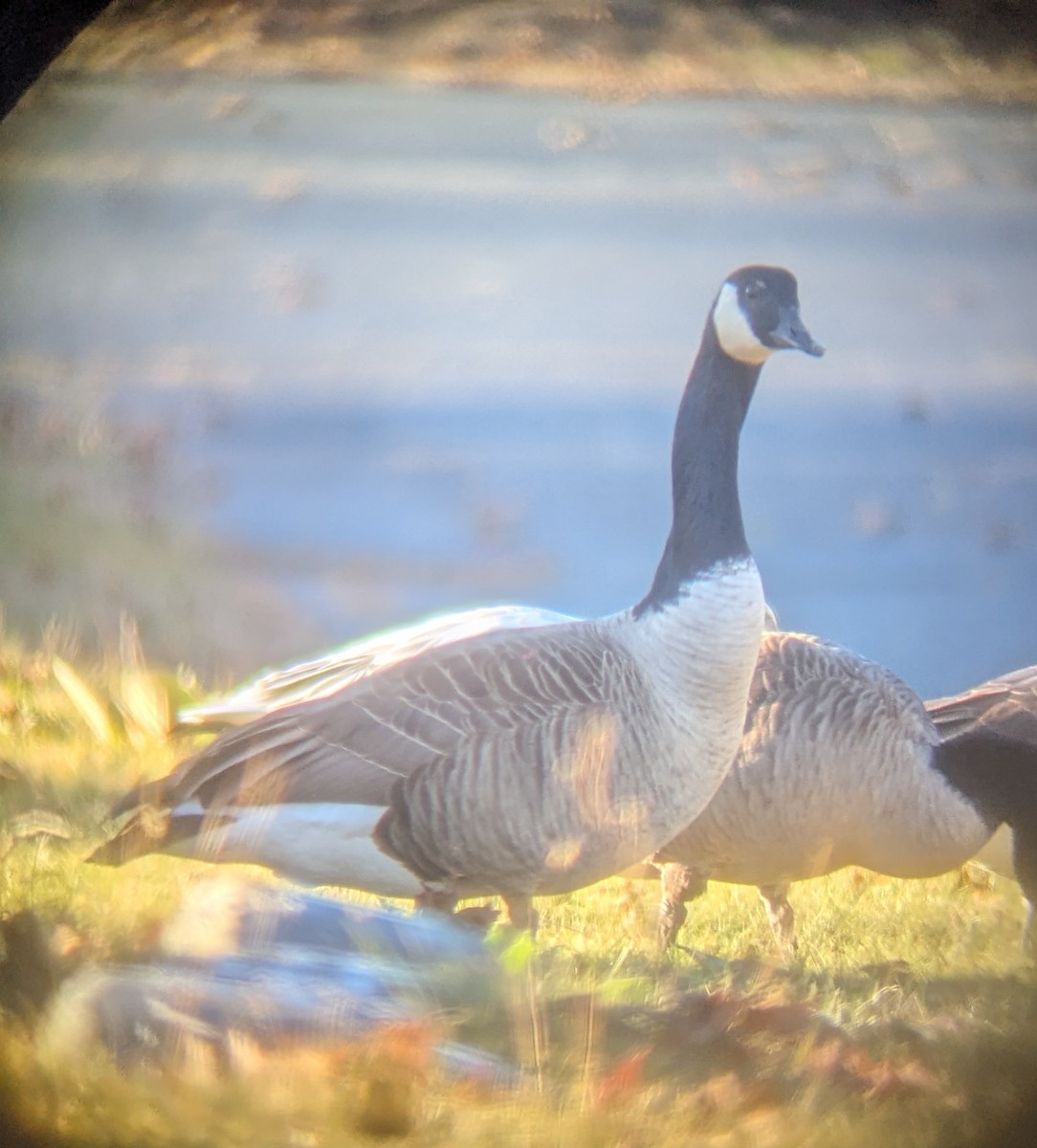 Canada Goose - ML646066008