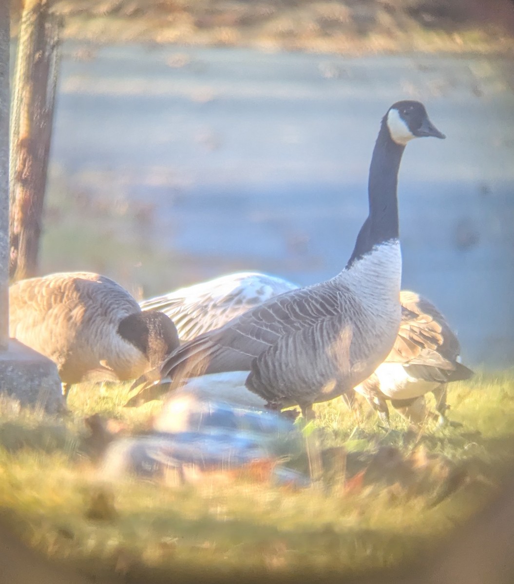 Canada Goose - ML646066009