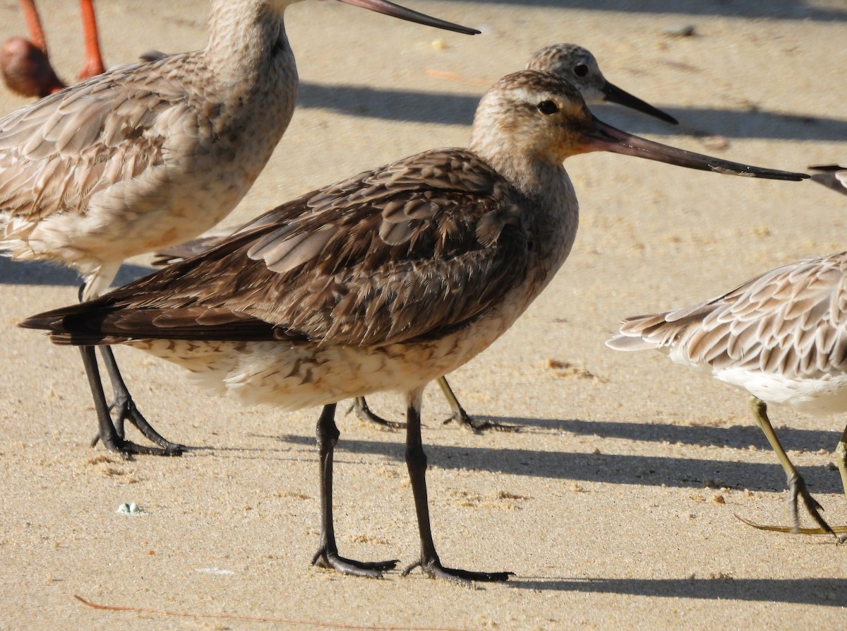 Bar-tailed Godwit - ML646066010