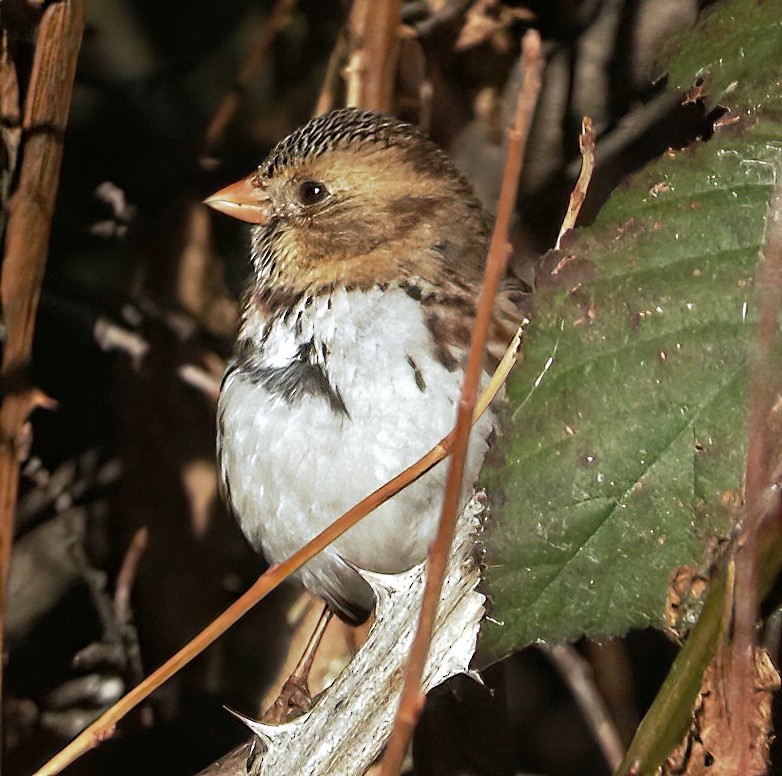 Harris's Sparrow - ML646066011