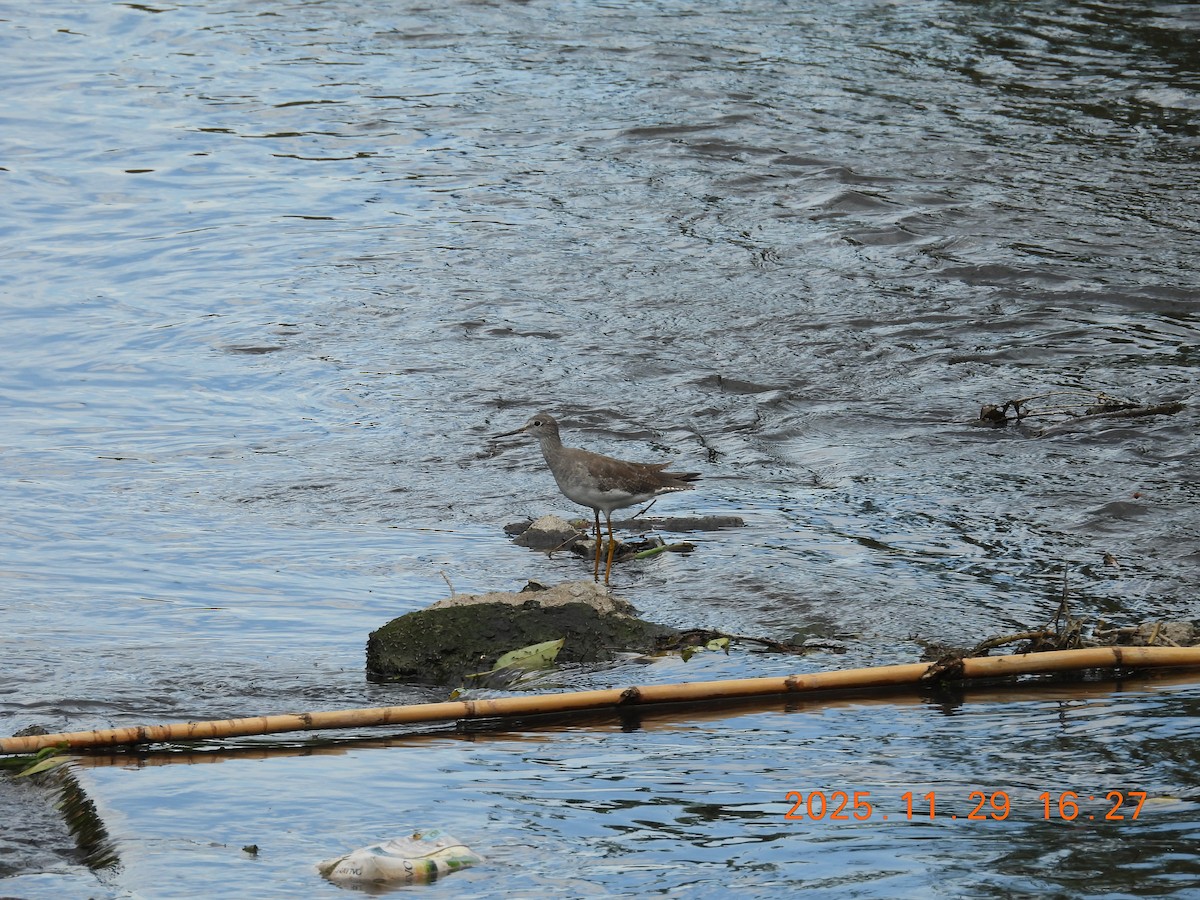 Lesser Yellowlegs - ML646066012
