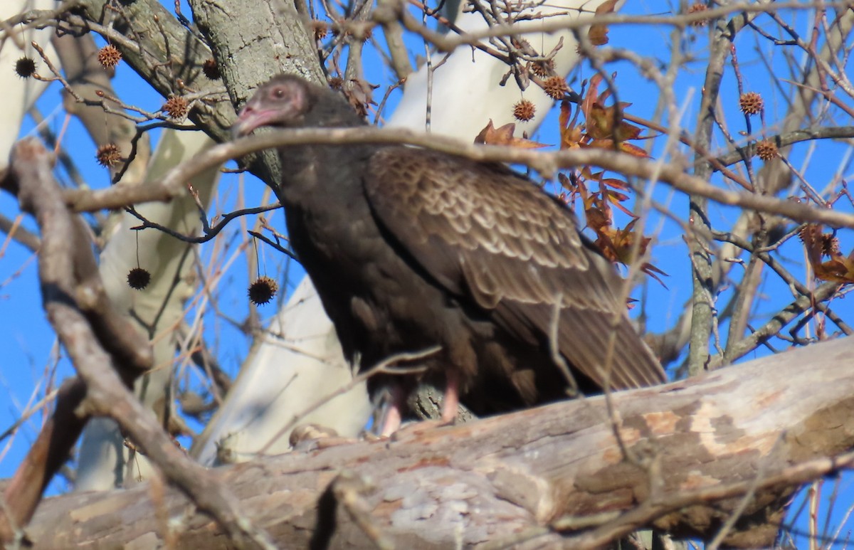 Turkey Vulture - ML646066016
