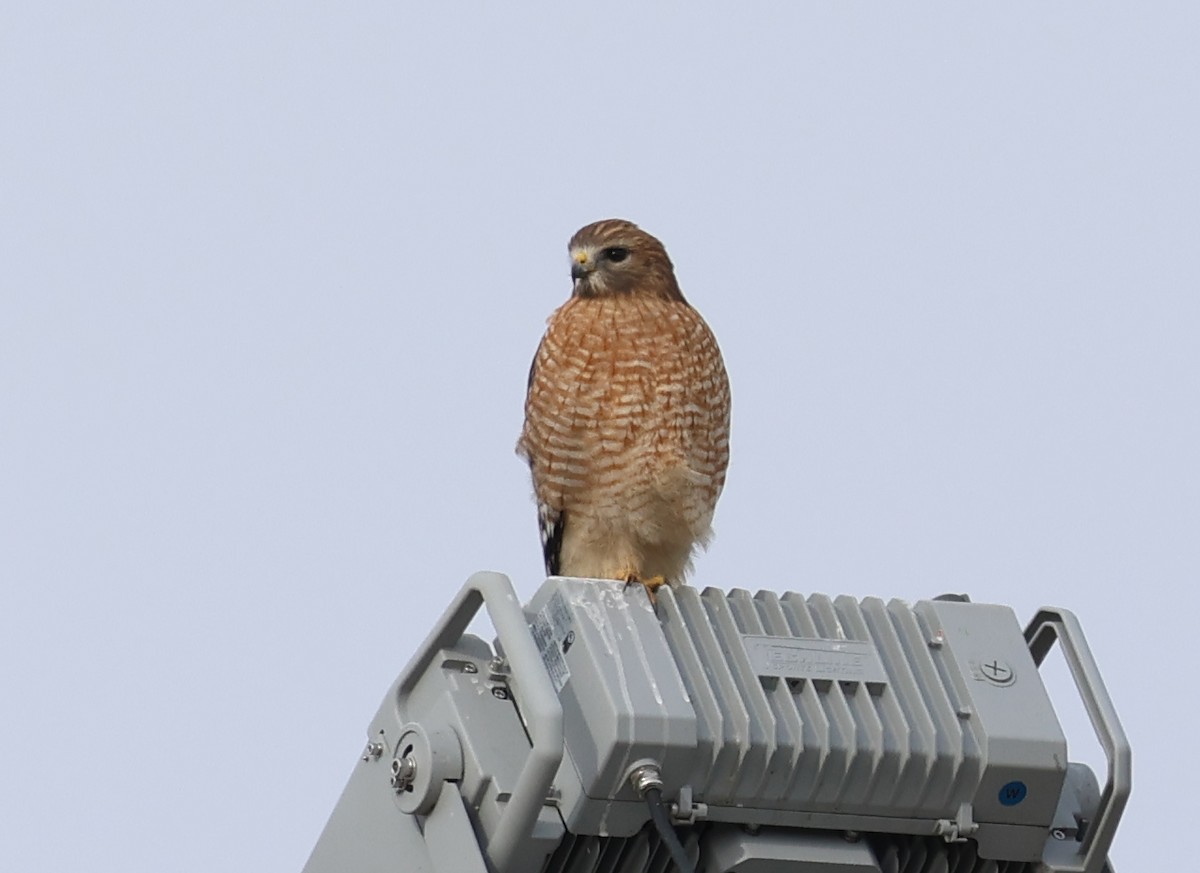 Red-shouldered Hawk - ML646066019