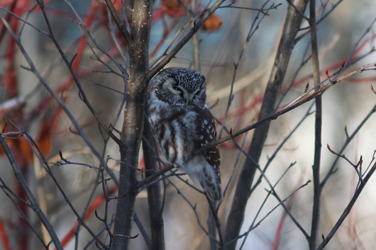 Boreal Owl - ML646066020