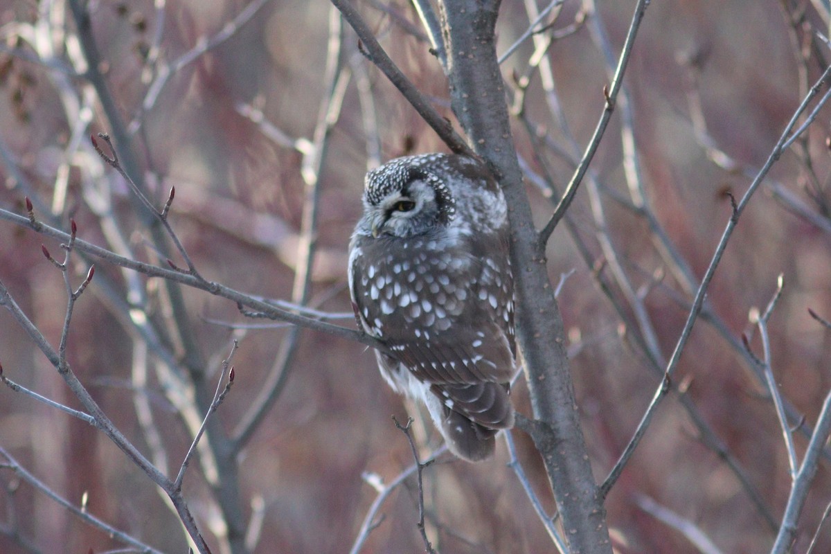 Boreal Owl - ML646066021