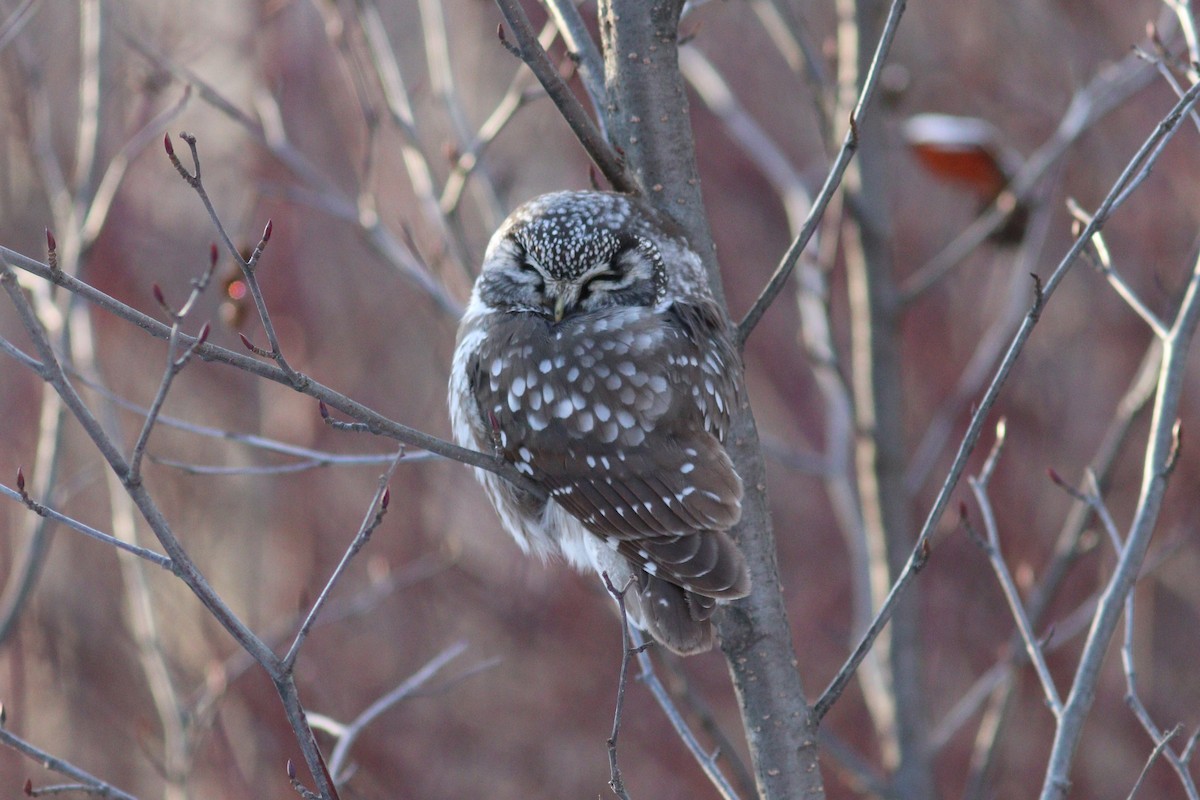 Boreal Owl - ML646066022