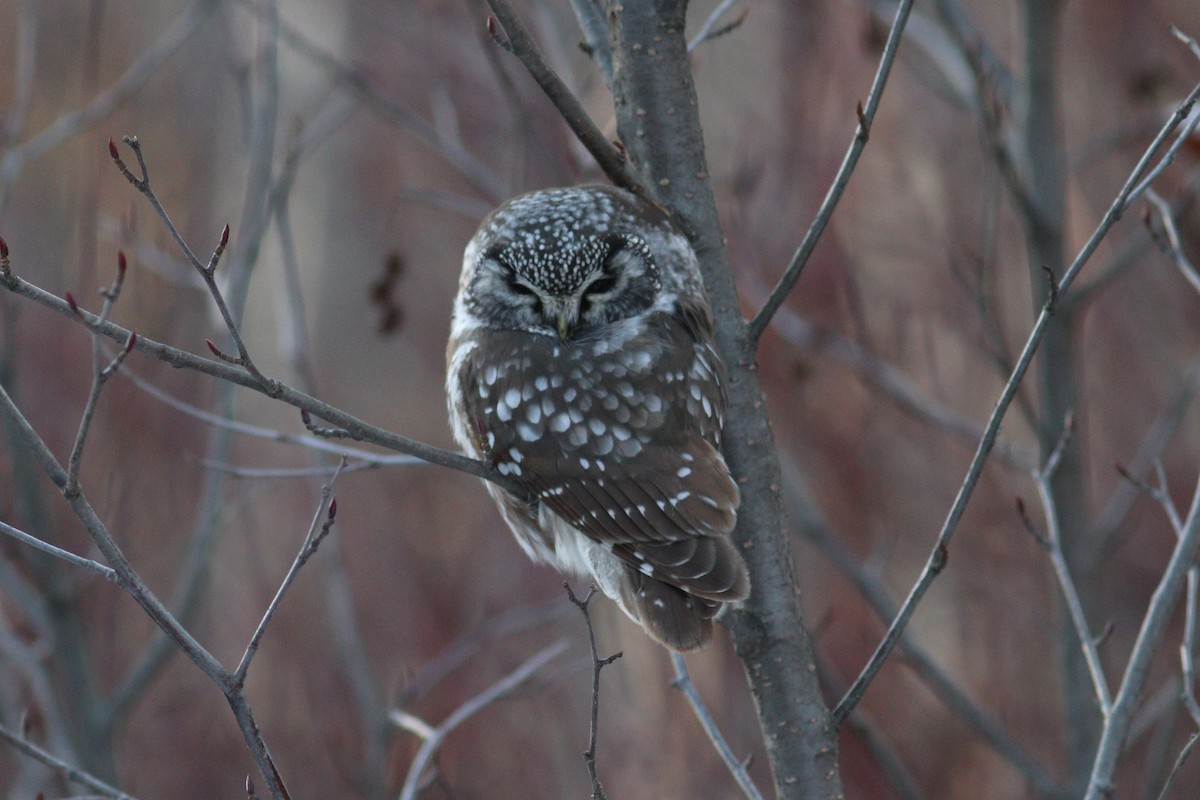 Boreal Owl - ML646066023