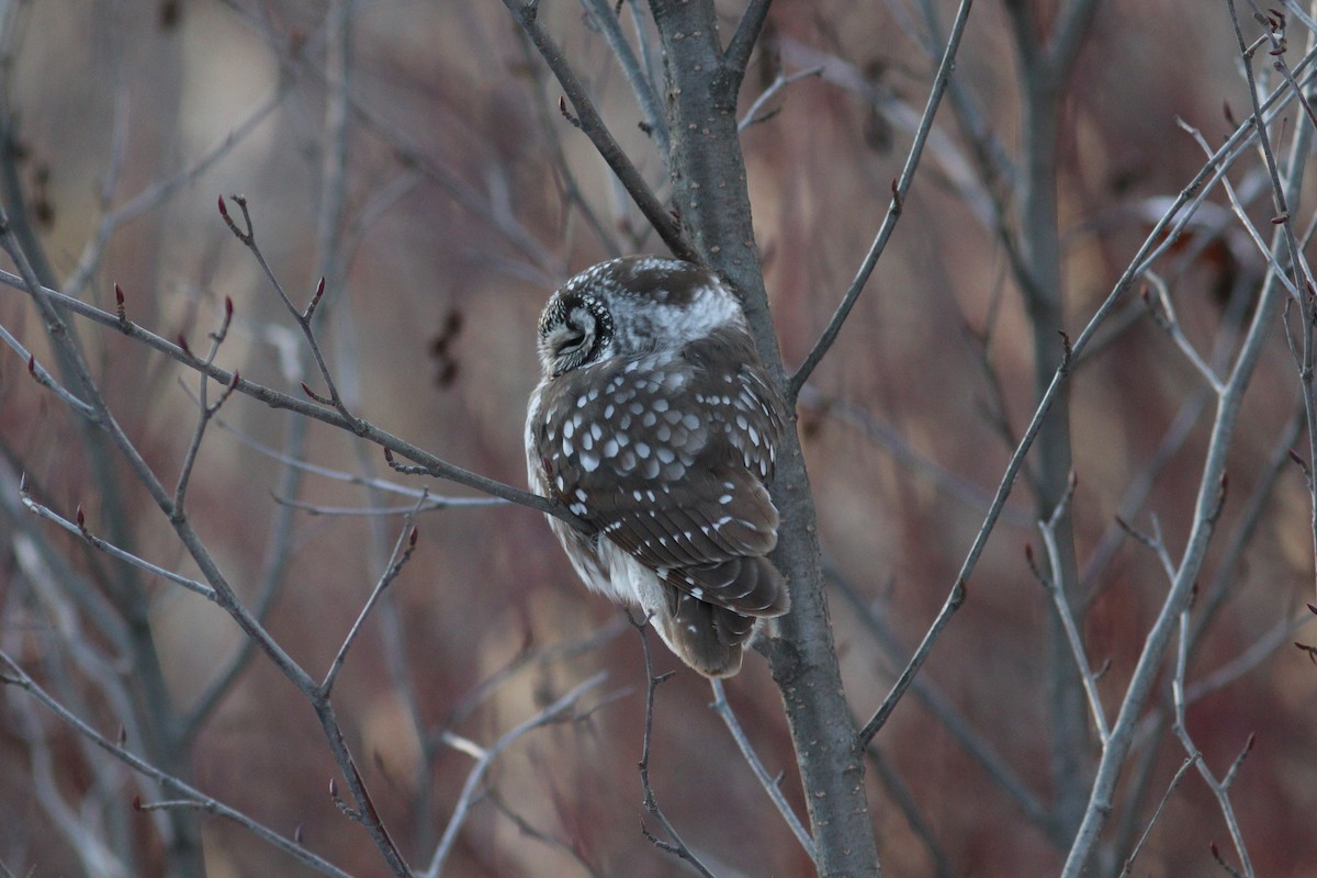 Boreal Owl - ML646066024