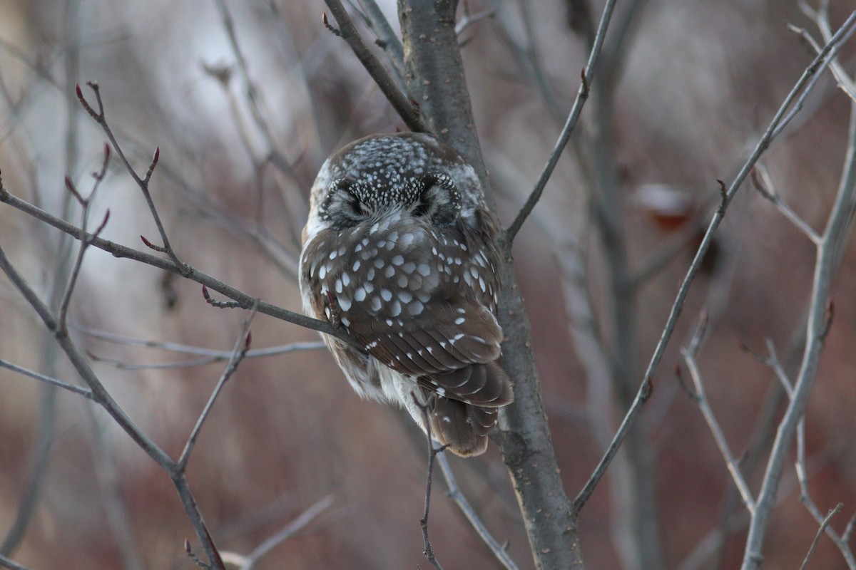 Boreal Owl - ML646066025