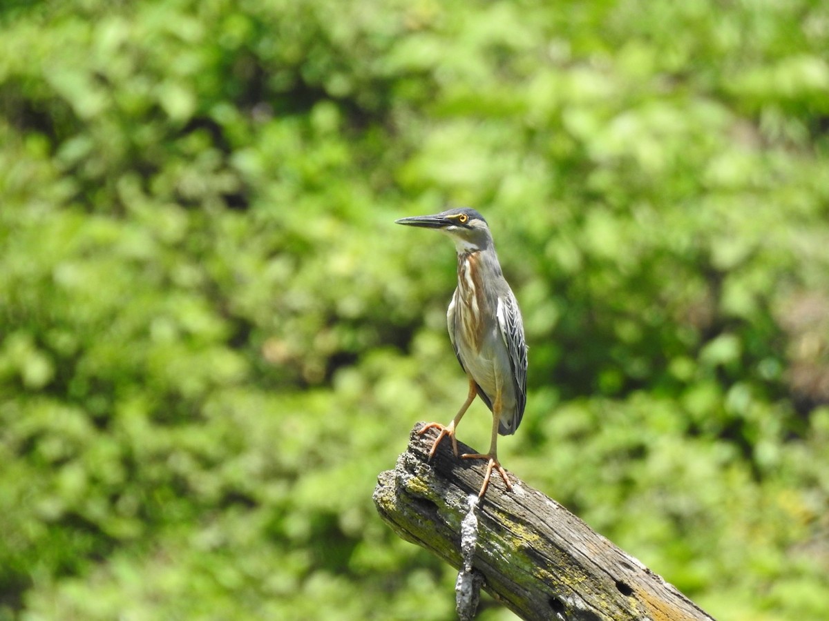 Striated Heron - ML646066026