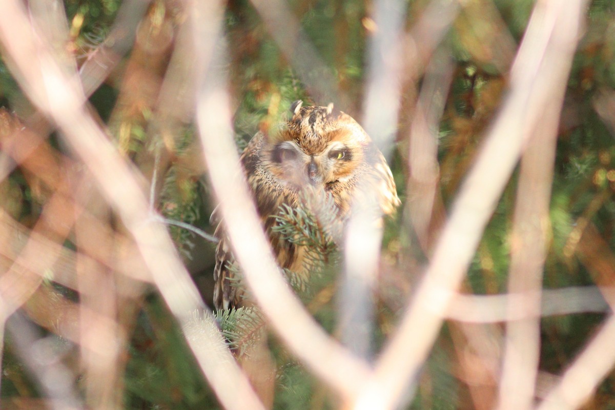 Short-eared Owl - ML646066027