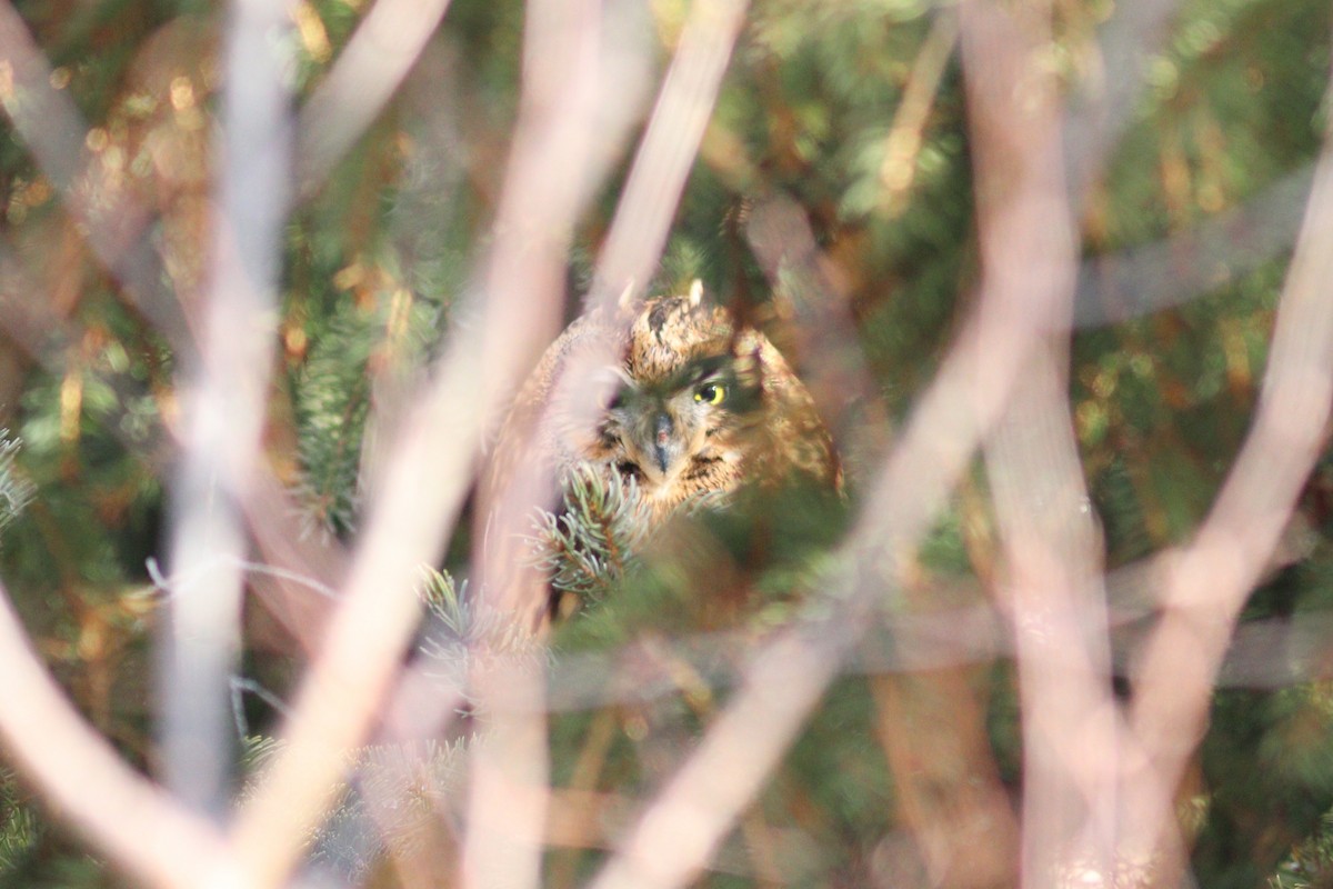 Short-eared Owl - ML646066028