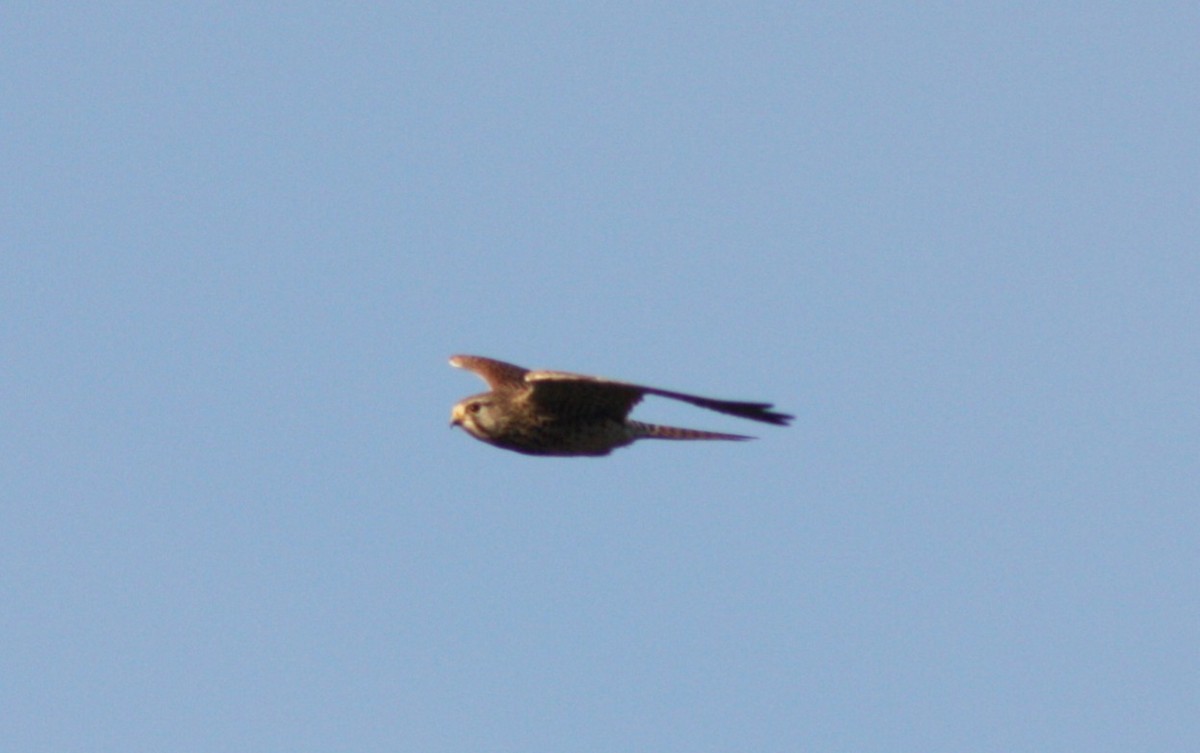Eurasian Kestrel - ML646066029