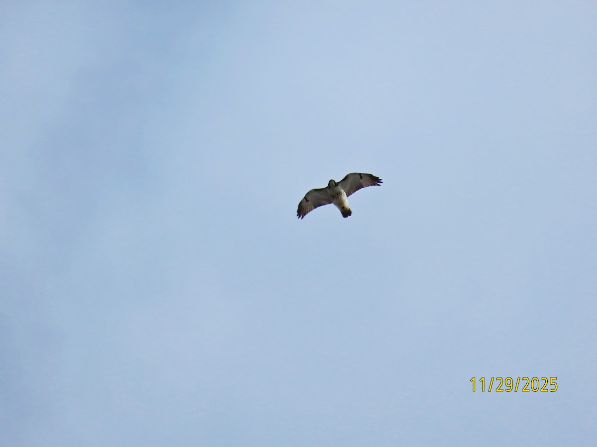 Red-tailed Hawk - ML646066030