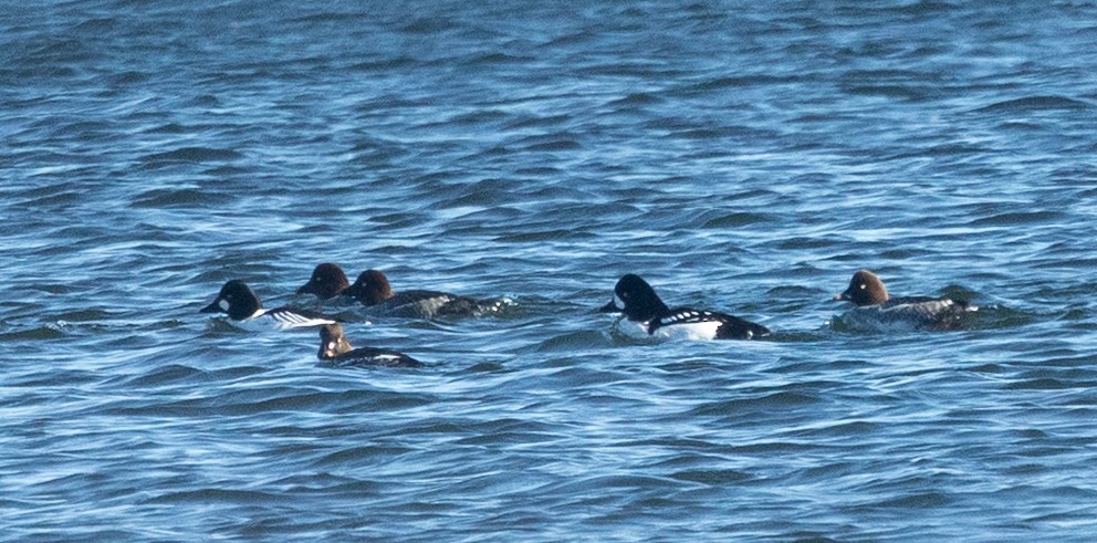 Barrow's Goldeneye - ML646066032