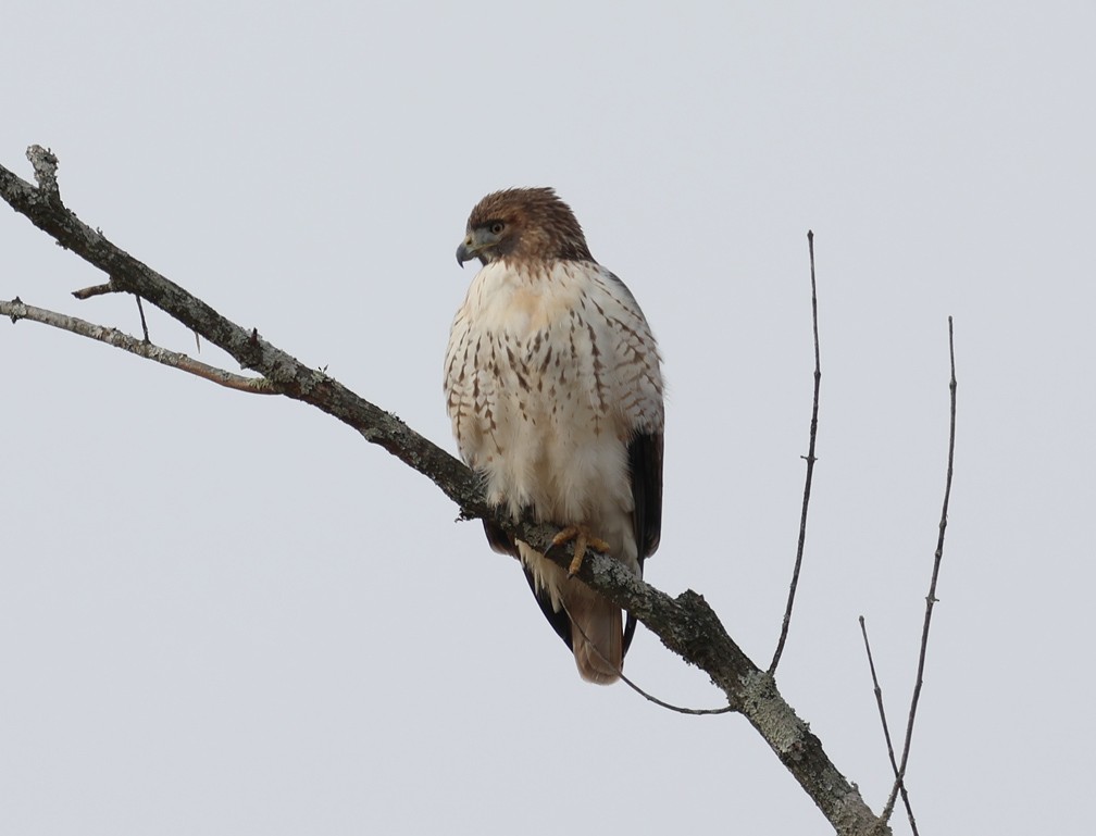 káně rudochvostá - ML646066036