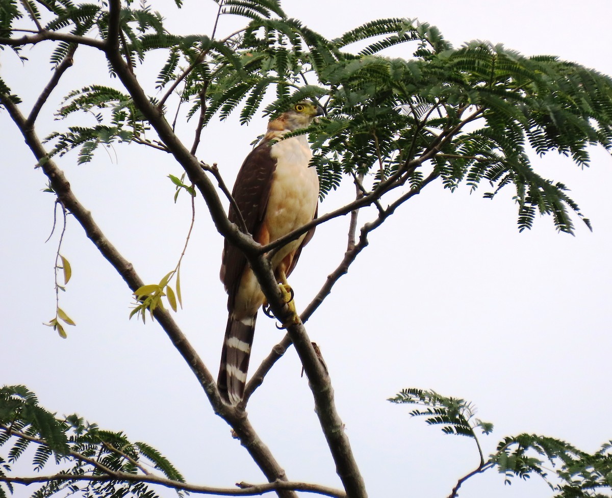 モモアカハイタカ - ML646066044