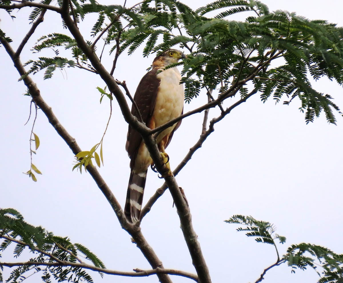 モモアカハイタカ - ML646066045