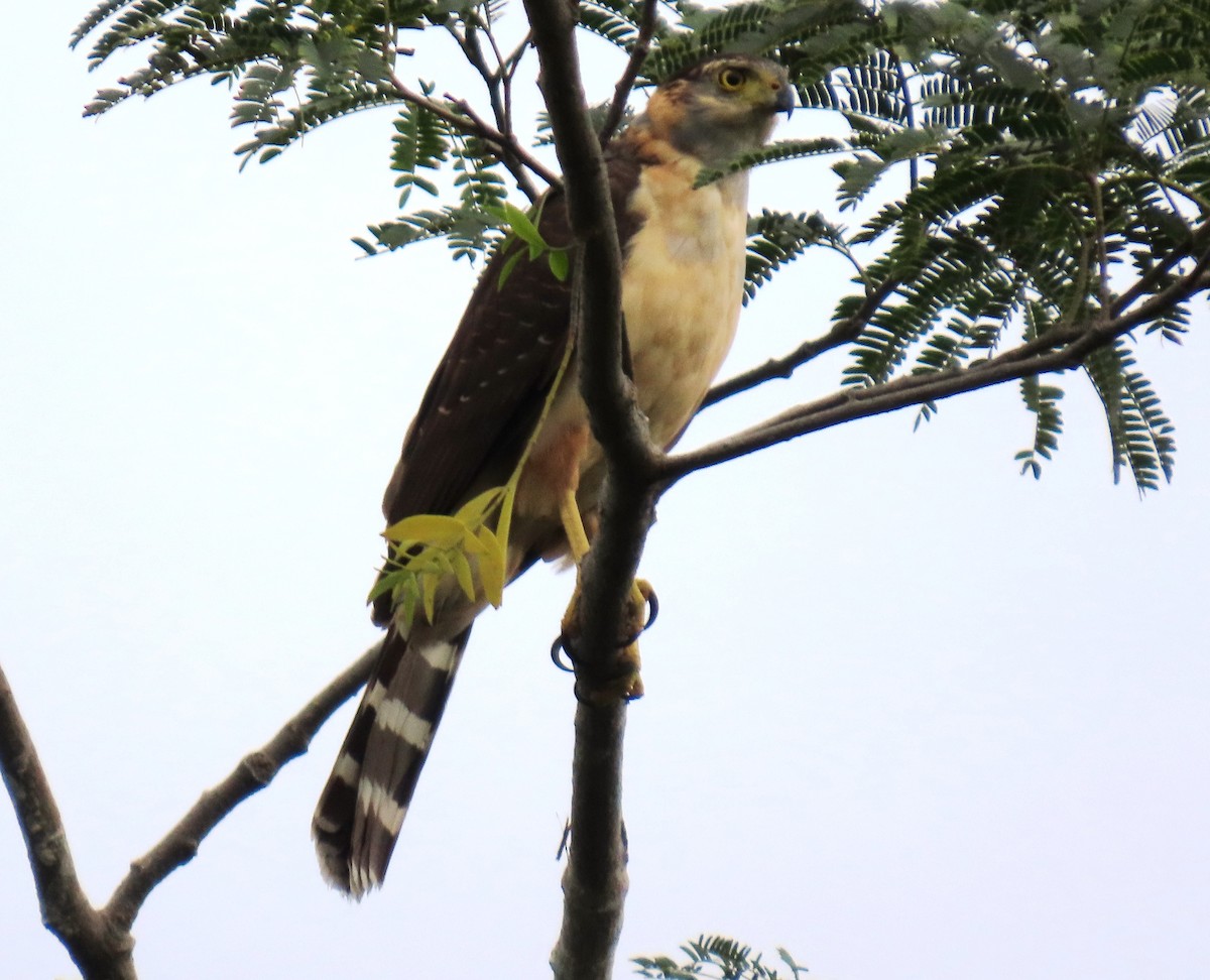 モモアカハイタカ - ML646066046