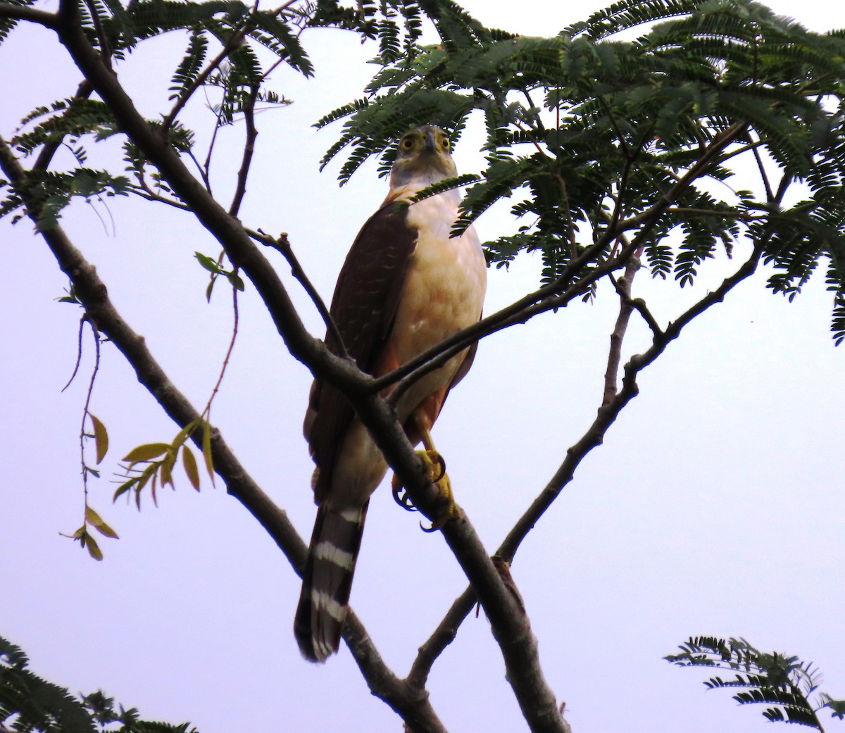 モモアカハイタカ - ML646066047