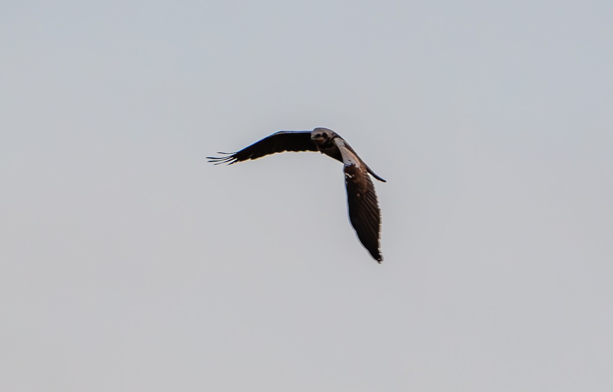 Western Marsh Harrier - ML646066048